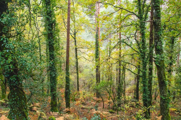 Φθινοπωρινό Mata Albergaria Εύκρατο Πλατύφυλλο Και Μικτό Δάσος Στο Εθνικό — Φωτογραφία Αρχείου