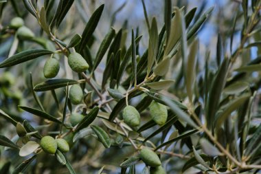Olea europaea zeytin ağacı yeşil olgunlaşmamış meyveler kapanıyor