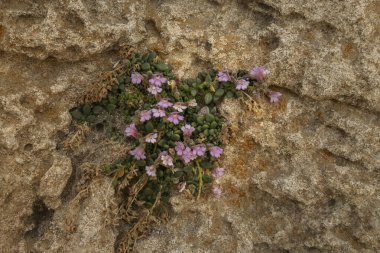 Cabo de Gata - Nijar Doğal Parkı, Almerya, İspanya 'da bir fosil oolitik kumul alanında büyüyen Cüce Aslanağzı (Chaôhinum origanifolium subcrassifolium)