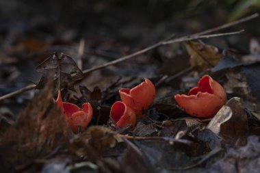 Kırmızı elf kabı (Sarcoscypha) küçük mantar kümesi. Çürüyen meşe ağaçları arasında yetişen koyu kırmızı renkli meyveler. Ourense eyaletinin nemli, geniş yapraklı bir Atlantik ormanında yaprak küçüklüğü, ölü ahşap ve dallar gibi organik malzemeler.