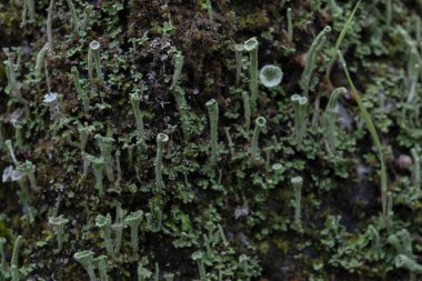 Ourense, Galiçya, İspanya 'nın yosunlu ormanlarında yetişen çakıllı peri fincanı liken (Cladonia pixidata)