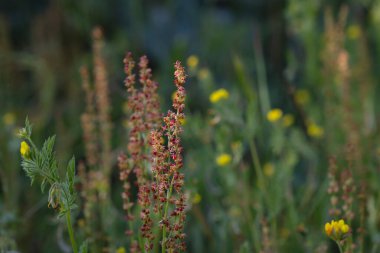 Kırmızı doru (Rumex asetosella) dişi çiçekleri, seçici odak noktası