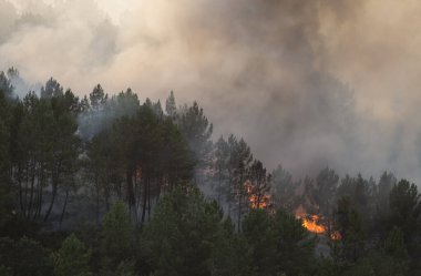 İspanya 'nın Galiçya eyaletindeki orman yangını sezonunda çam tarlaları yanıyor.