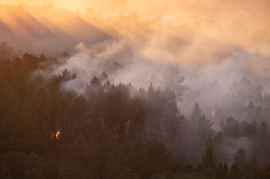 İspanya 'nın Galiçya eyaletindeki orman yangını sezonunda çam tarlaları yanıyor.