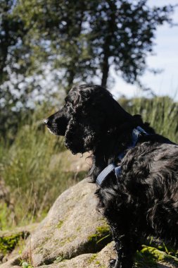 Taşrada bekleyen sevimli bir İngiliz Cocker Spaniel 'in portresi.