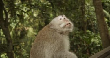 Bali 'de maymun barınağında tahta korkuluklarda yürüyen erkek bir maymun görüntüsü.