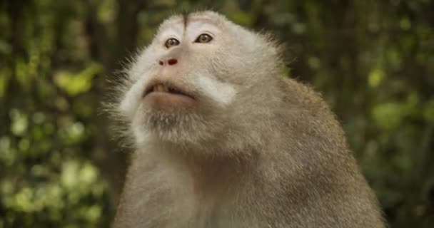 Primer plano de un mono macaco hablando y haciendo ruidos en el bosque. Mono peludo marrón adulto gritando en la naturaleza. — Vídeos de Stock