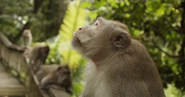 Retrato de un mono macaco sentado en una barandilla de madera en el bosque con otros monos jugando en el fondo — Vídeos de Stock