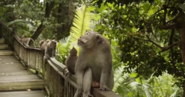 Male macaque monkey sitting on a wooden railing and looking around with other monkeys in the background — Stock Video