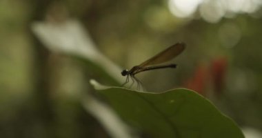 Yeşil bir yaprağın üzerine inen renkli bir yusufçuğun makro portresini kapat. Yeşil zeminde uçan sarı tropikal yusufçuk manzarası.
