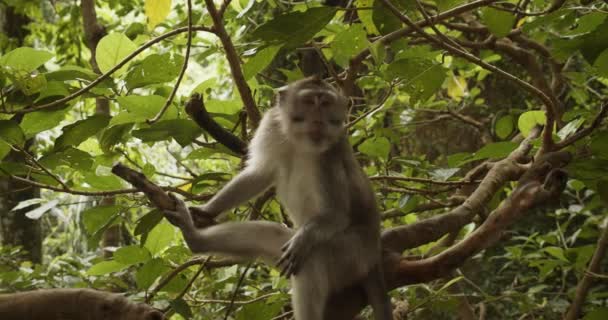 Макаки сидят на ветвях деревьев и зевают. Коричневая обезьяна сидит на ветвях тропических деревьев. — стоковое видео