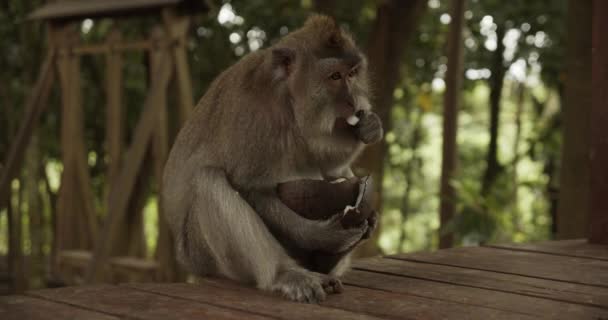 Portrait of a macaque monkey eating a coconut shell on a wooden floor in a forest sanctuary — Stock Video