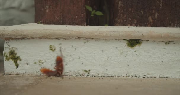 Timelapse de hormigas comiendo un insecto. Un grupo de hormigas tratando de levantar un insecto muerto en la acera en varias posiciones y luego transportarlo al suelo. — Vídeo de stock