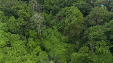 Bali 'deki tropikal yağmur ormanlarında yemyeşil bitki örtüsünün ve çeşitli ağaç örtülerinin yükselen hava manzarası