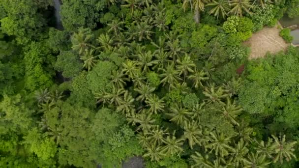 Vue aérienne d'un épais couvert forestier dans une forêt tropicale humide avec une rivière de jungle rapide en dessous, perspective de drone — Video