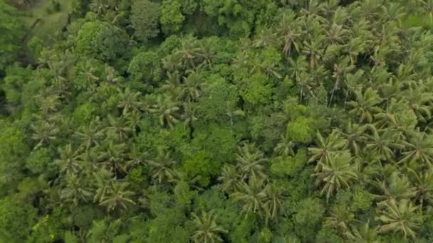 Inclinándose en la vista aérea de las frondosas copas verdes de los árboles en los dosel de la selva tropical en Bali — Vídeos de Stock