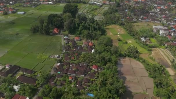 Zdjęcie lotnicze domów w małych społecznościach mieszkaniowych wśród dużych zielonych pól uprawnych na Bali, Indonezja — Wideo stockowe