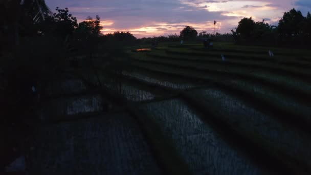 Tiro aéreo de baja mosca voladora de plantaciones de campos de arroz irrigado en las colinas por la noche en la naturaleza tropical de Bali — Vídeo de stock