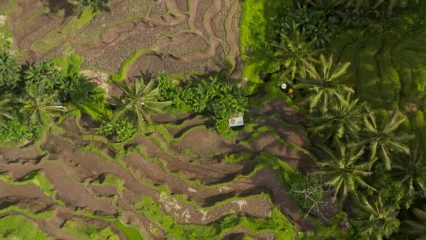 Vue aérienne des plantations de rizières en terrasses avec petite cabane de ferme à Bali, Indonésie — Video