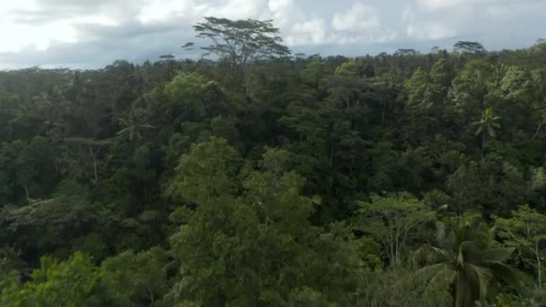 Colpo aereo che sorvola i tettoie degli alberi tropicali e si inclina verso il basso verso una fitta vegetazione tropicale sottostante — Video Stock