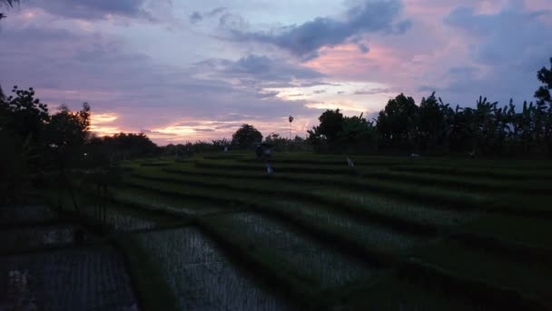 Tieffliegendes Luftbild von Reisfelder-Plantagenfarmen auf den Hügeln Balis in der Nacht — Stockvideo
