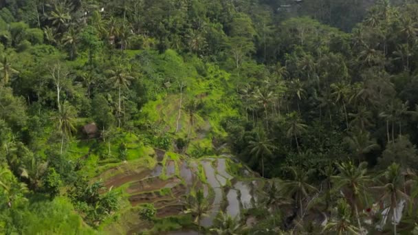 Aerial dolly shot flying past remote terrace farm fields and farm houses in thick tropical jungle of Bali — Stock video