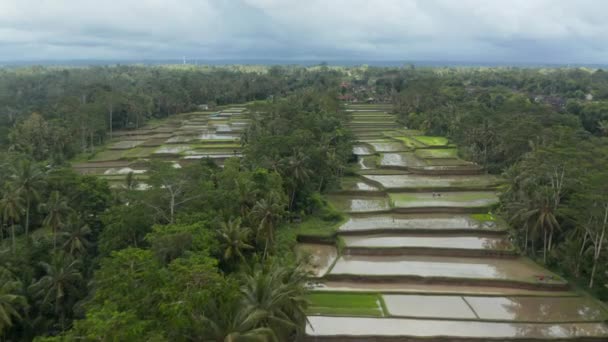 Photo aérienne de poupées volantes basses d'une vaste rizière en terrasses dans un climat tropical avec un agriculteur travaillant sur les cultures — Video