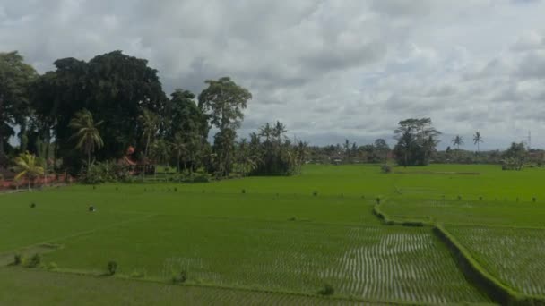 Steigende Luftaufnahmen von großen Reisfeldern mit üppig grünen Pflanzen auf der Plantage in der Nähe von Wohnsiedlungen auf Bali. Geradlinige Muster im Reisfeld. — Stockvideo