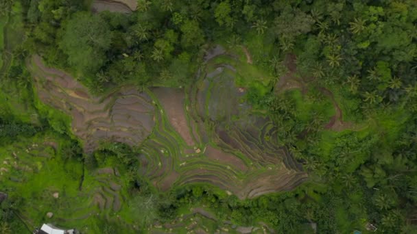 Top down overhead aerial view of lush green irrigated farmed terraces on the side of the hill next to the dense rainforest foliage — Stockvideo