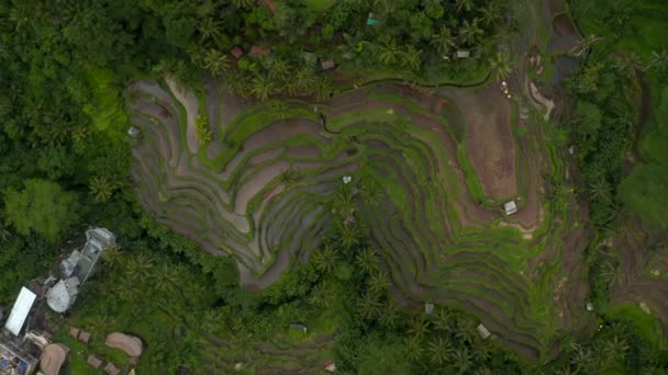 Descending rotating top down overhead aerial birds eye view of large terraced irrigated farm plantation in Asia — Stock video