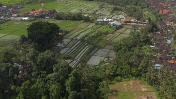 Rotating aerial view of the large irrigated farm fields surrounded by scattered residential neighborhoods in Bali, Indonesia — Wideo stockowe