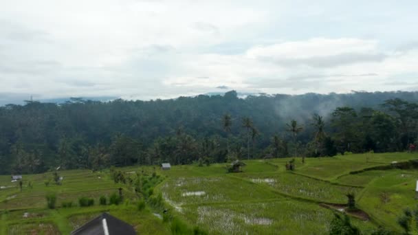 Low flying aerial dolly shot over the irrigated rice fields with small houses and thick rainforest in the background — Stock video