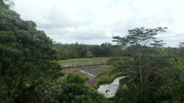 Luftaufnahme eines riesigen terrassenförmigen Reisfeldes mit stehendem Wasser und Bauern, der sich um die Ernte in einem tropischen Bali-Dschungel kümmert — Stockvideo
