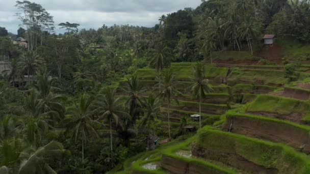 Endonezya, Bali 'deki ormandaki dağın yamacındaki pirinç tarlalarındaki sulak çeltik tarlalarındaki suyun hava kulesini kapat. — Stok video