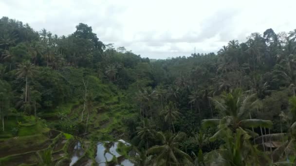 Aerial dolly shot of thick tropical rainforest with terraced rice paddy fields and I love Bali sign in the palm trees — Stock video