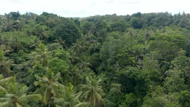 Păpușă aeriană împrăștiată de râul junglei și case rezidențiale împrăștiate într-o pădure tropicală luxuriantă groasă din Bali — Videoclip de stoc