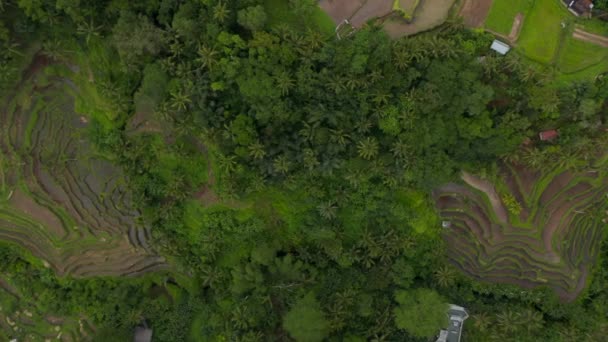 Top down birds eye overhead aerial view of multiple terraced paddy rice fields on the side of the hill in a tropical area — Stockvideo