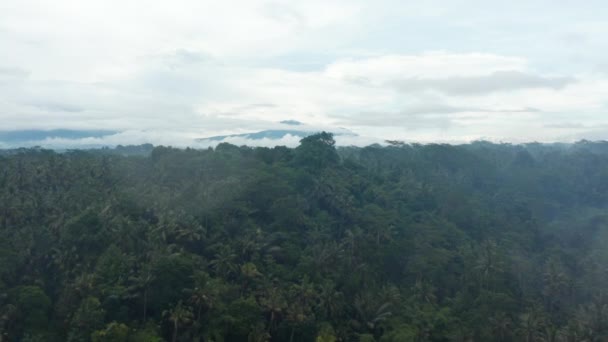 Une poupée aérienne révèle des photos des arbres dans une grande forêt tropicale à Bali avec une haute montagne couverte de brouillard en arrière-plan — Video