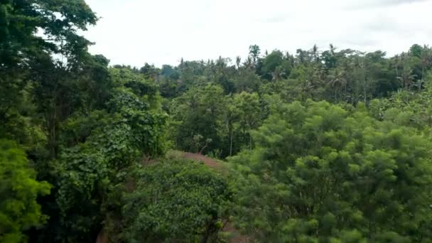 Luftaufnahme von Dschungel-Fluss und verstecktem Wohnhaus in dichtem, üppigem Regenwald auf Bali — Stockvideo