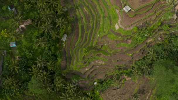 Ascending top down overhead birds eye aerial view of large green terraced rice farms on the hillside surrounded by tropical palms and rural houses in Bali, Indonesia — Stock Video