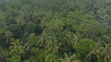 Bali 'de yoğun bir tropikal orman bitkisiyle çevrili küçük bir köyün hava manzarası.