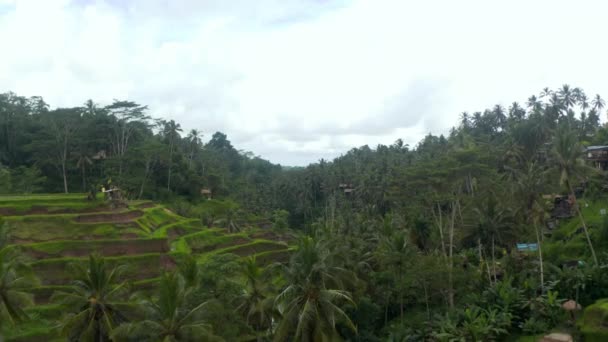 Lento tiro aéreo dolly de terraços arrozais arrozais nas laterais das colinas em densa floresta tropical com palmeiras — Vídeo de Stock