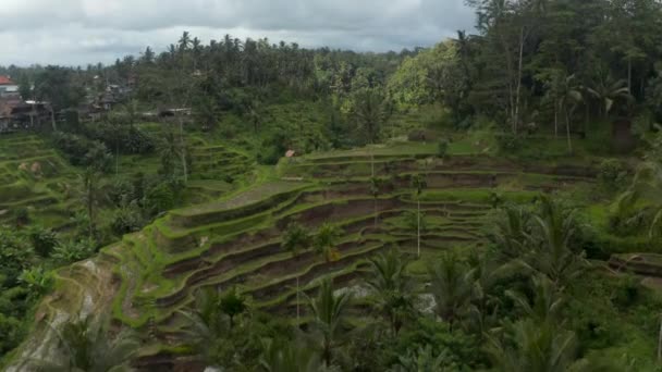 Dolly tiro aéreo inclinando-se para a vista aérea de campos de arroz terraço irrigado nas selvas grossas de Bali — Vídeo de Stock