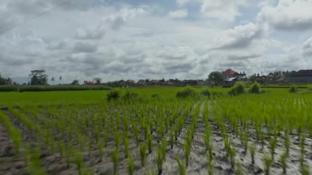 Foto de dolly aérea baja de los campos de arroz irrigados y el agricultor que atiende los cultivos en las plantaciones cerca de casas residenciales en Bali, Indonesia — Vídeo de stock