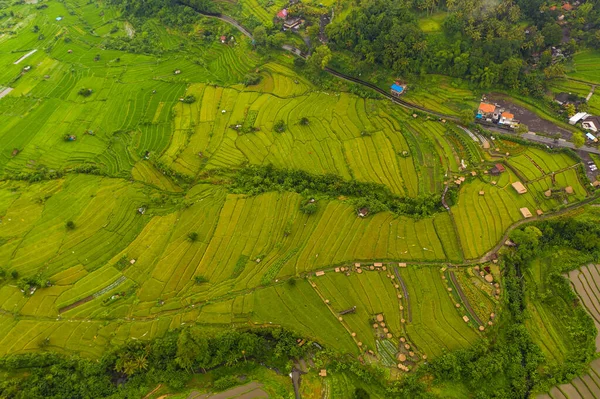 Bali, Endonezya 'da küçük kırsal tarlaları olan yemyeşil çeltik tarlalarının tepeden aşağıya tepeden aşağıya manzarası.