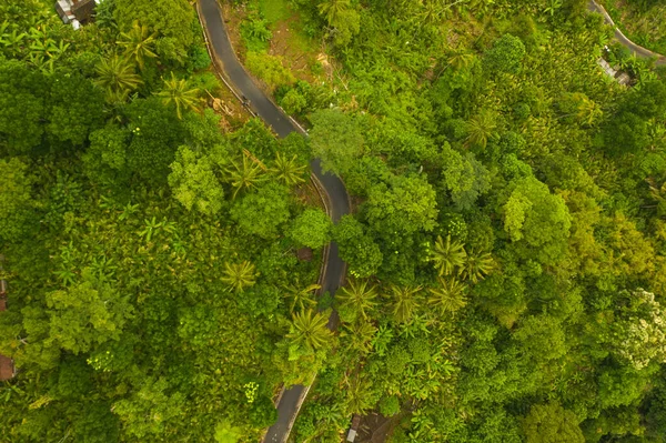 Yukarıdan aşağıya asfalt yolu görünüyor yemyeşil ormandan geçiyor yağmur ormanlarından geçen kırsal yol kıvrımlı.