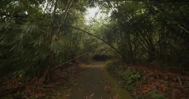 Handhållen bild av promenader genom en tät igenvuxen tunnel med tropisk vegetation och låga bambugrenar — Stockvideo