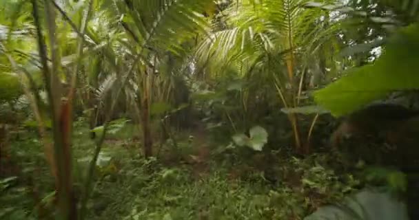 Punto de vista toma de mano de caminar en el camino de tierra a través de la vegetación espesa y exuberante en la selva tropical en Asia — Vídeos de Stock