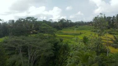 Endonezya, Bali 'nin tropikal ikliminde tarla ekinleri ve çiftçilerle çimenli çeltik teraslara doğru uçan hava kulesi görüntüsü