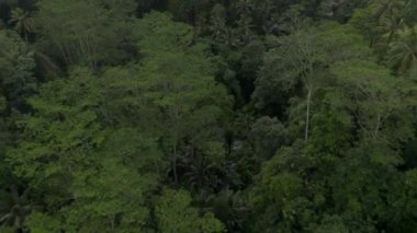 Bali ormanlarındaki yoğun tropikal yağmur ormanlarında palmiye ağaçlarının ağaç tepelerinin ve tepe örtülerinin hava kulesi görüntüsü